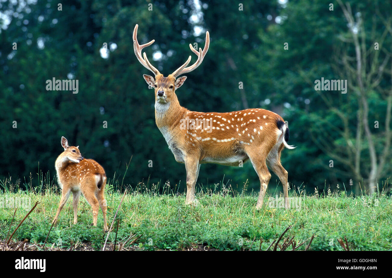 VIETNAMESISCHE SIKA Hirsch Cervus Nippon Pseudaxis, männlichen und FAWN Stockfoto