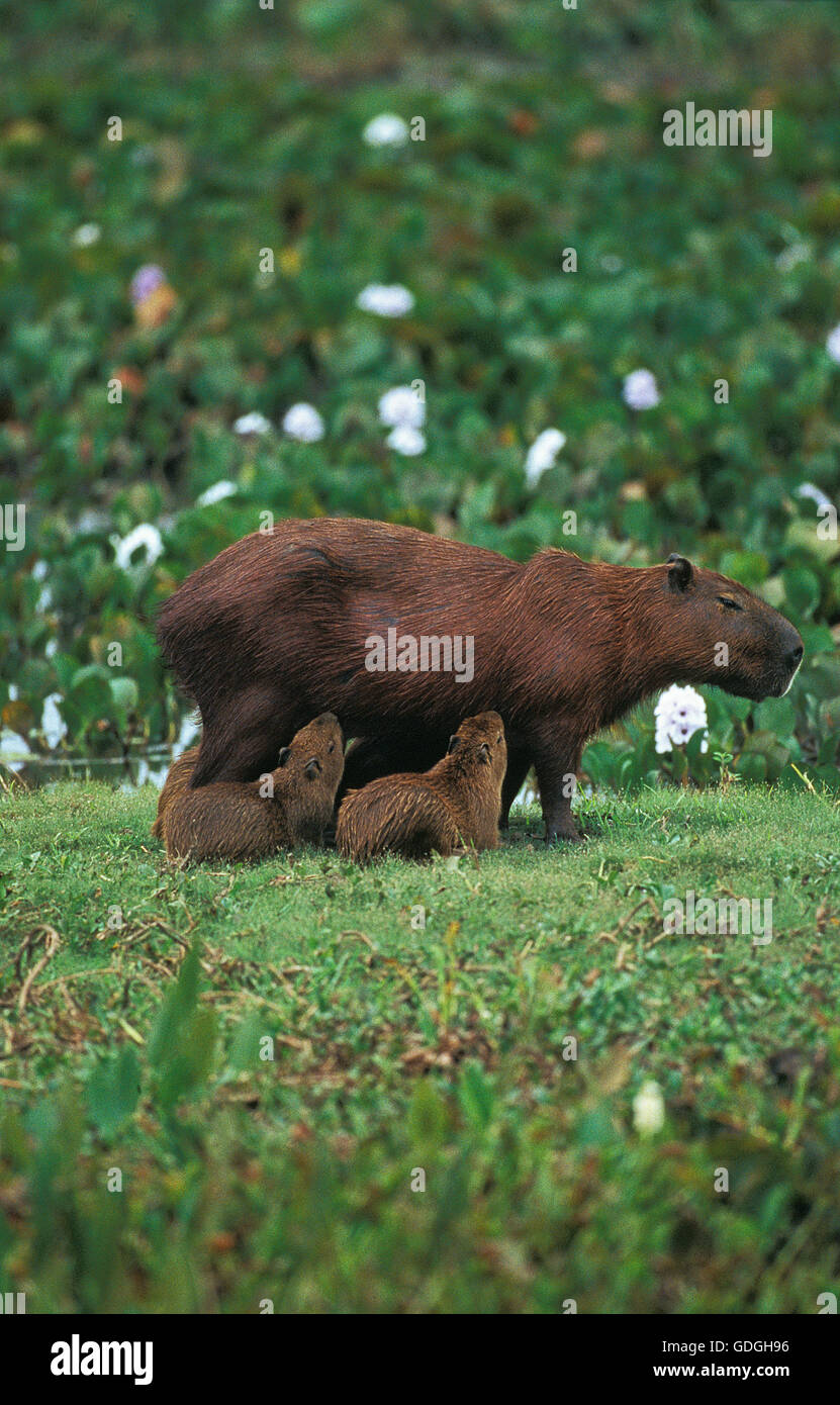 Capybara, Hydrochoerus Hydrochaeris, Weibchen mit Jungtier, Spanferkel, Pantanal in Brasilien Stockfoto