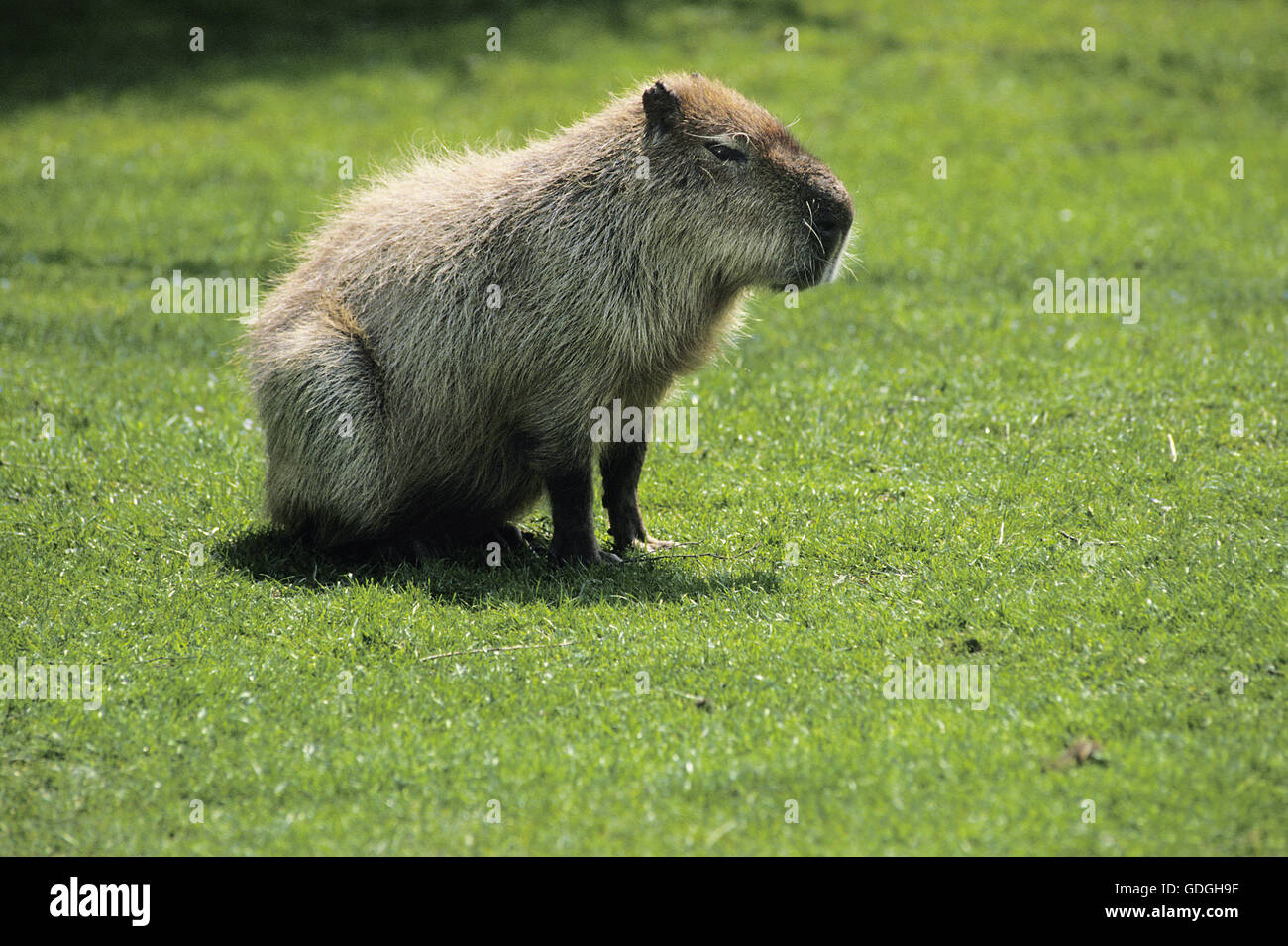 Capybara, Hydrochoerus hydrochaeris Stockfoto