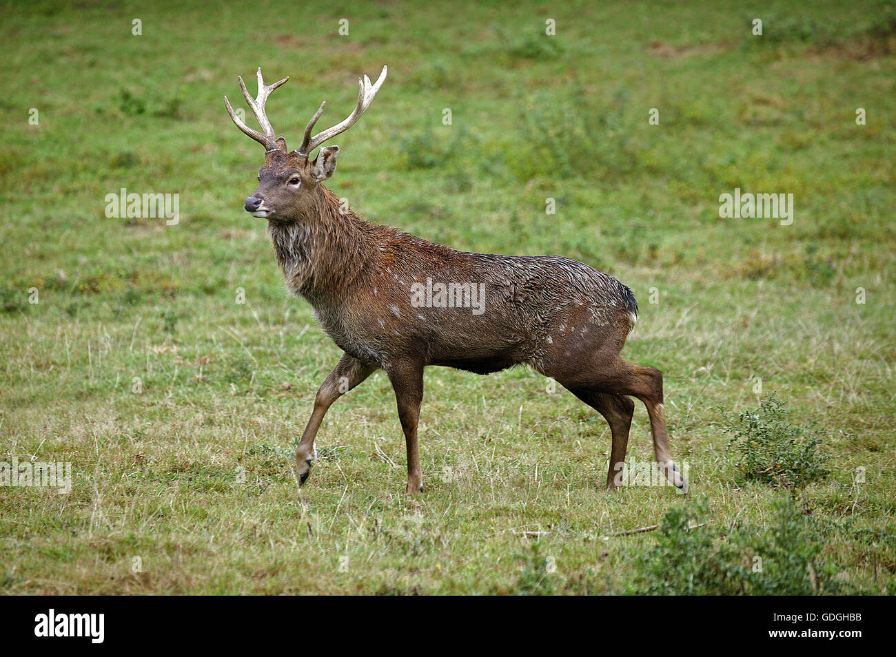 Sika Deern, Cervus Nippon, männlich auf Rasen, Japan Stockfoto