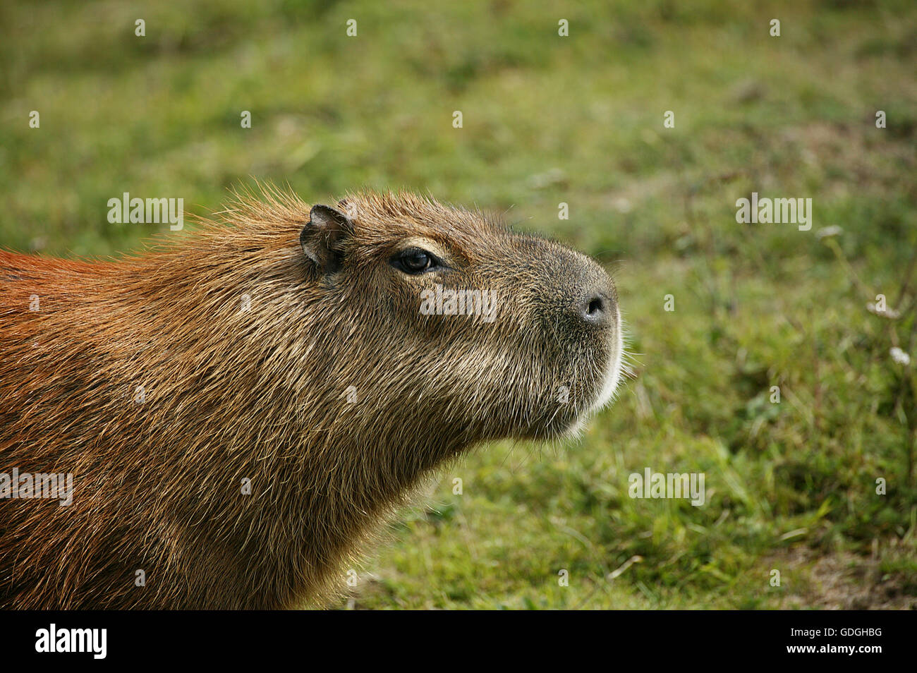 Capybara, Hydrochoerus Hydrochaeris, Pantanal in Brasilien Stockfoto