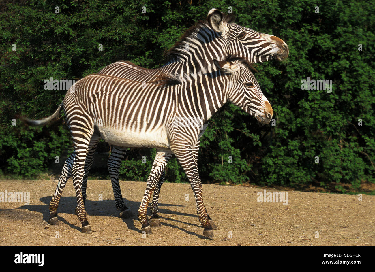 GREVY Zebra, Equus Grevyi, Weibchen mit Fohlen Stockfoto