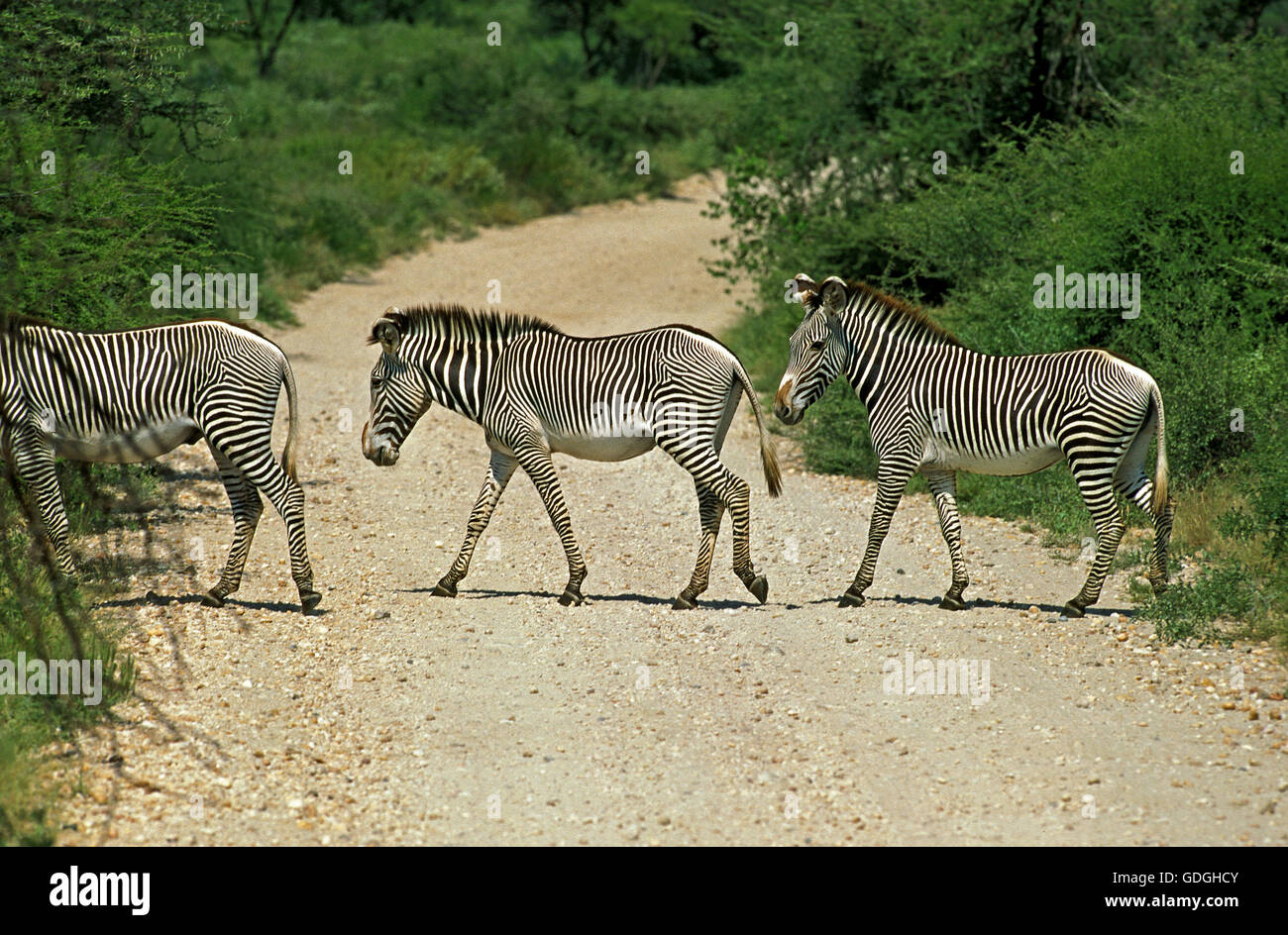 GREVY Zebra, Equus Grevyi, Herde Crossing Track, Kenia Stockfoto