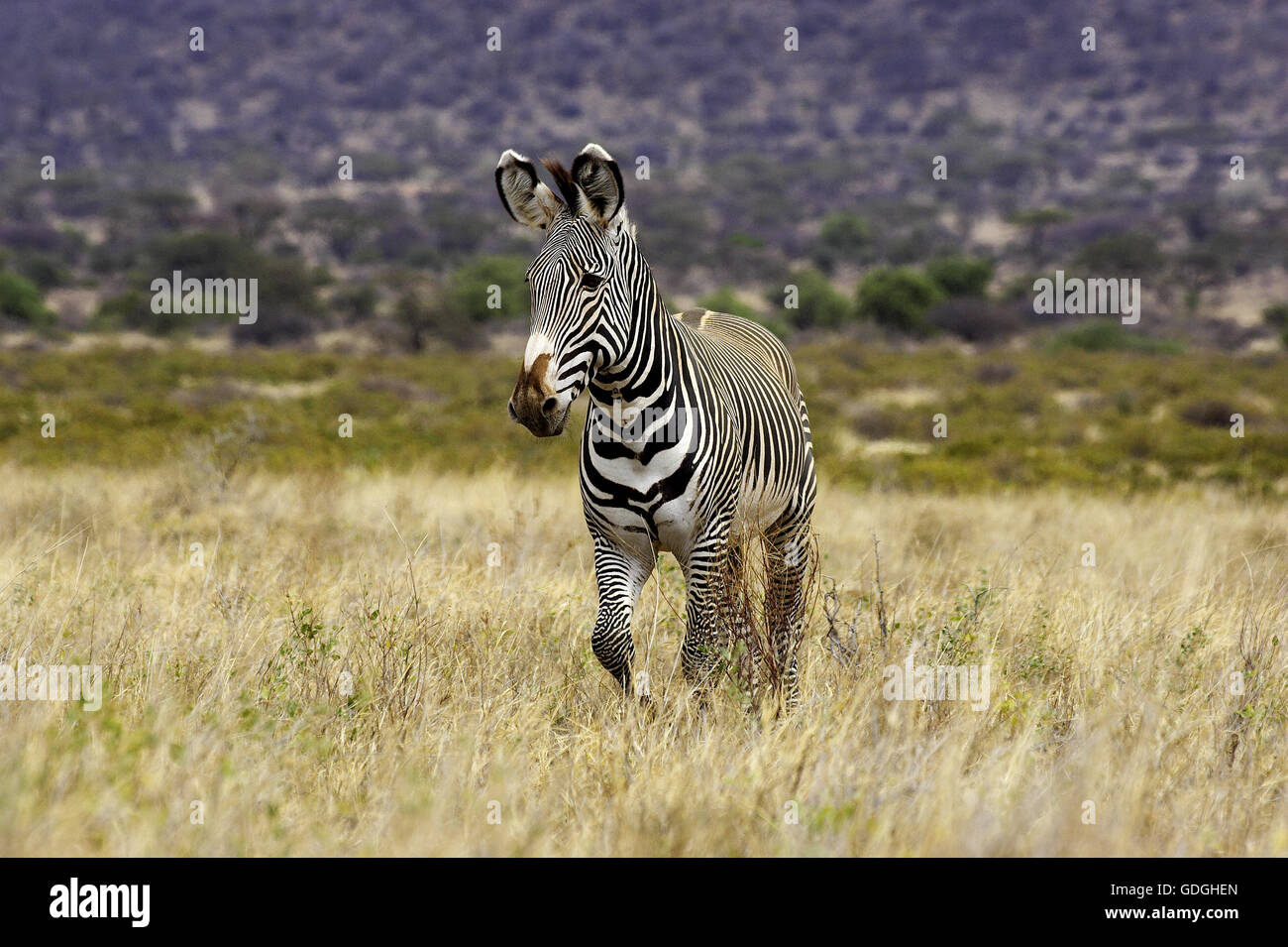 GREVY Zebra, Equus Grevyi, Samburu Park in Kenia Stockfoto