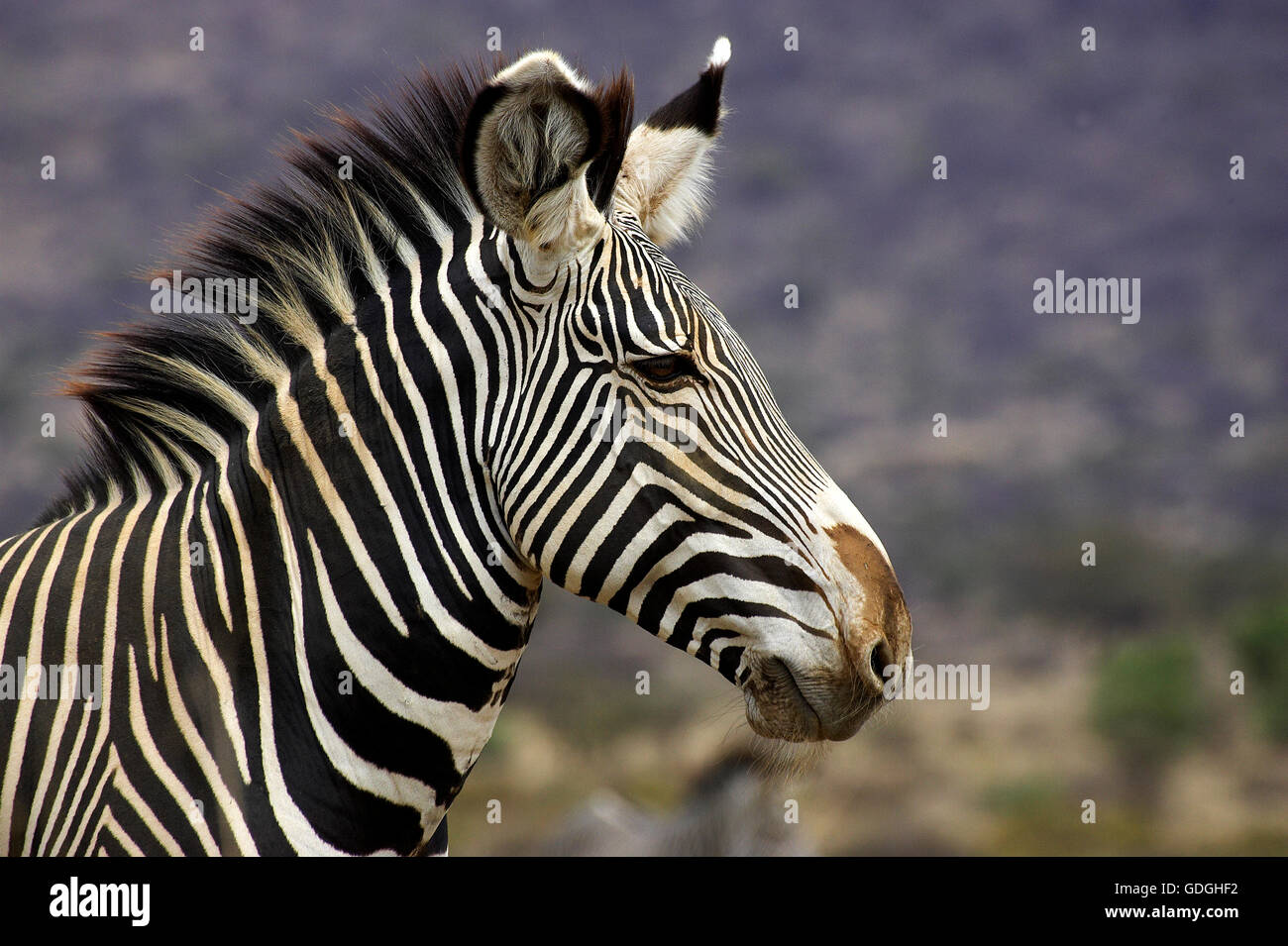 GREVY Zebra, Equus Grevyi, Porträt von Erwachsenen, Samburu Park in Kenia Stockfoto