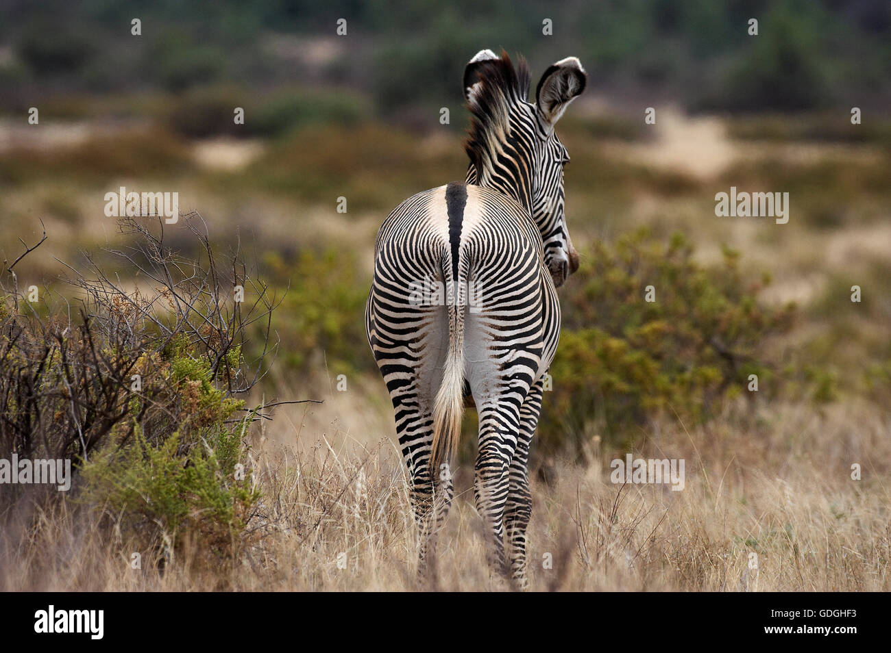 GREVY Zebra, Equus Grevyi, Samburu Park in Kenia Stockfoto