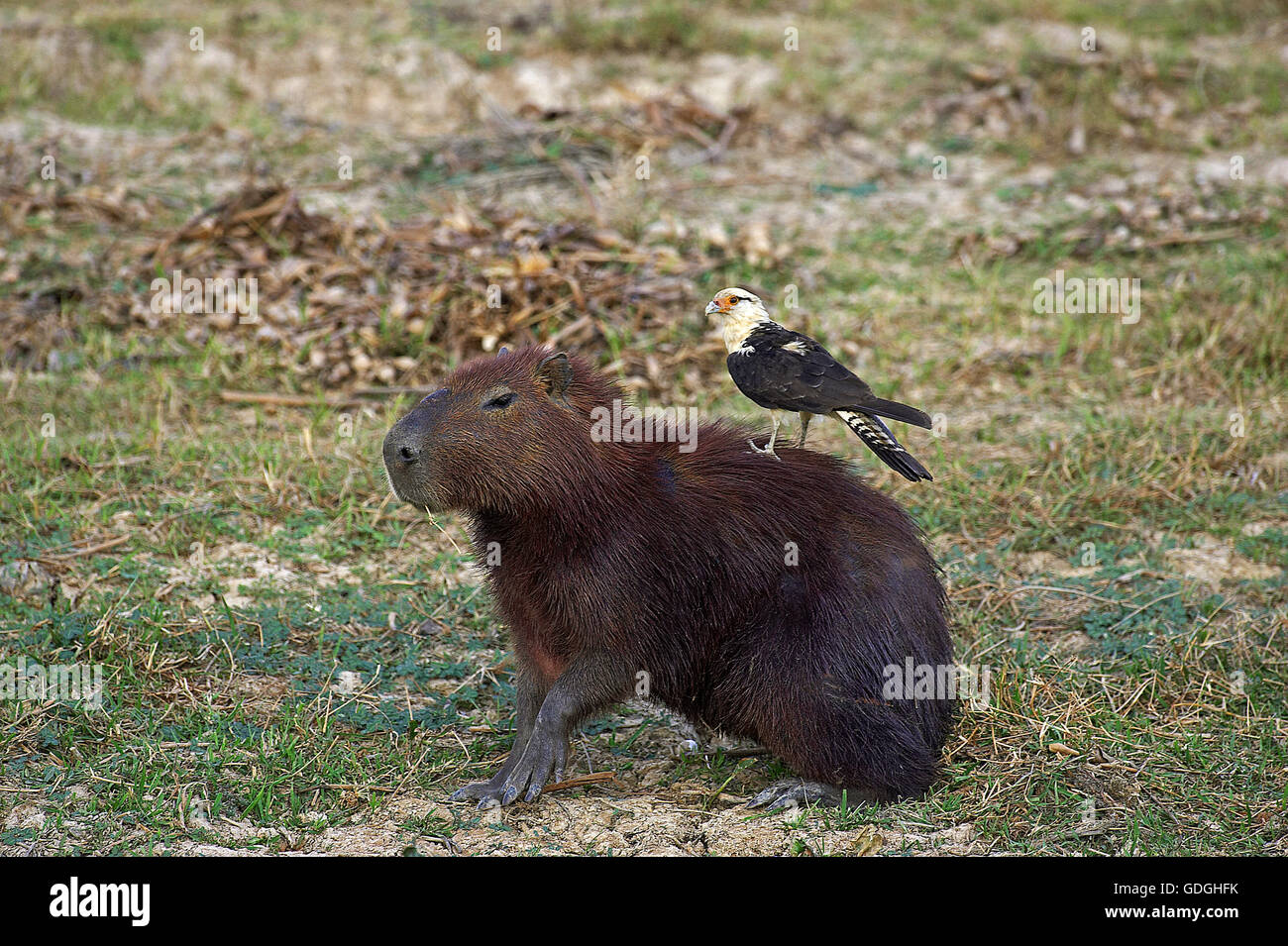 Gelb-headed Caracara, Milvago Chimachima und Capybara, Hydrochoerus Hydrochaeris, Los Lianos in Venezuela Stockfoto