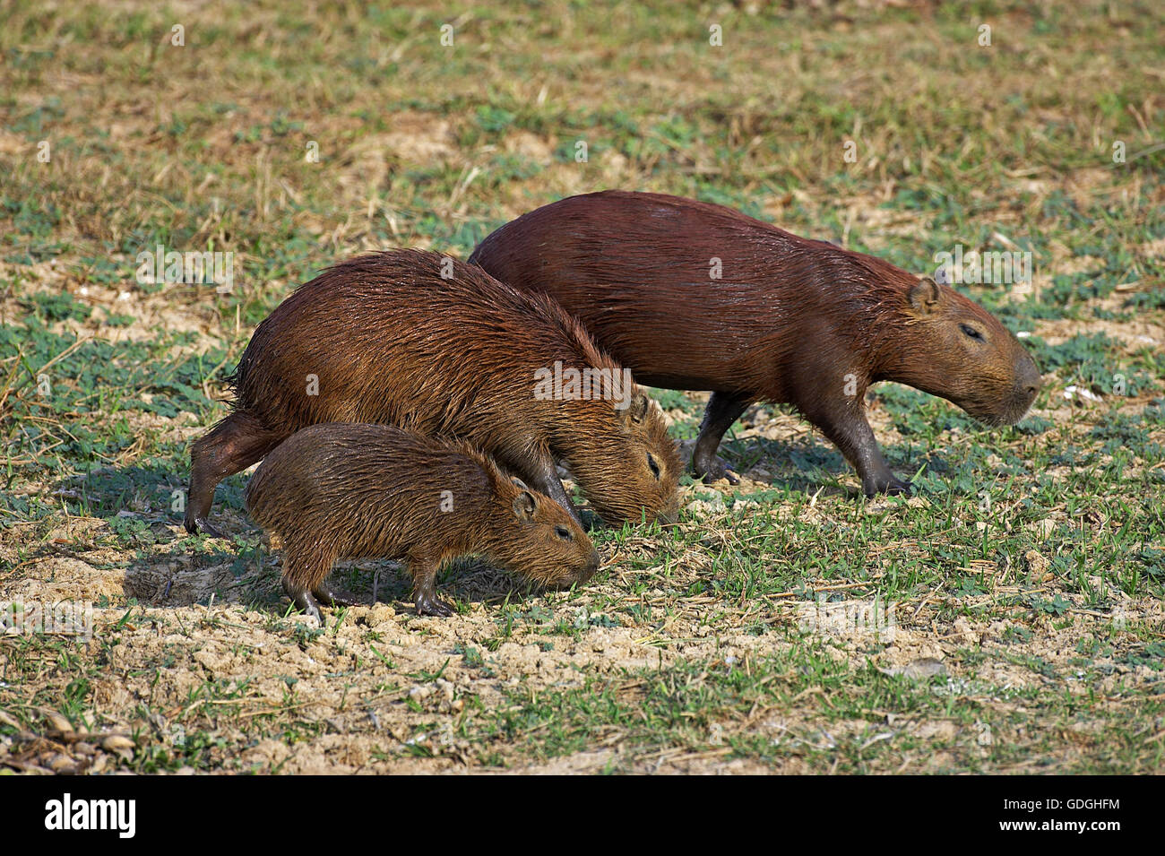Capybara, Hydrochoerus Hydrochaeris, Los Lianos in Venezuela Stockfoto