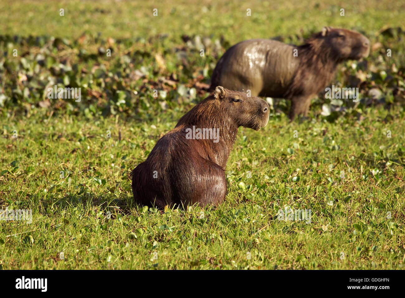 Capybara, Hydrochoerus Hydrochaeris, das größte Nagetier der Welt, Erwachsene im Sumpf, Los Lianos in Venezuela Stockfoto
