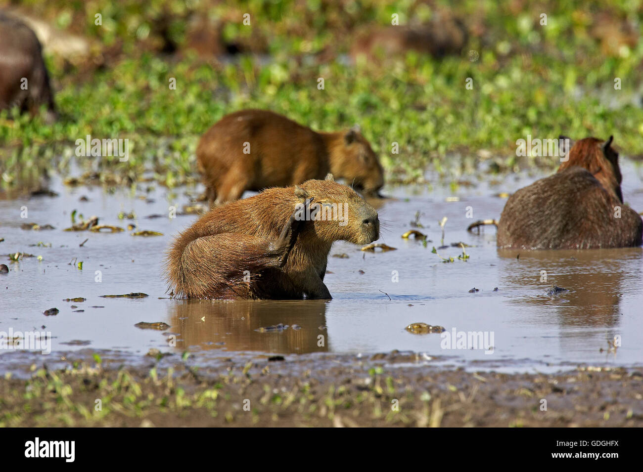 Capybara, Hydrochoerus Hydrochaeris, das größte Nagetier der Welt, Erwachsene im Sumpf, Los Lianos in Venezuela Stockfoto