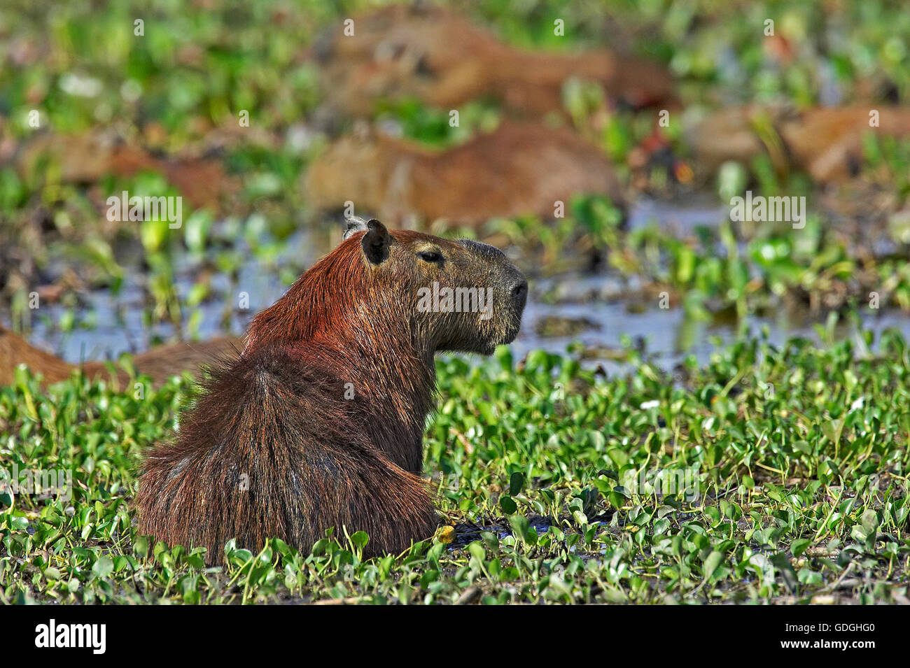 Capybara, Hydrochoerus Hydrochaeris, das größte Nagetier der Welt, Erwachsene im Sumpf, Los Lianos in Venezuela Stockfoto