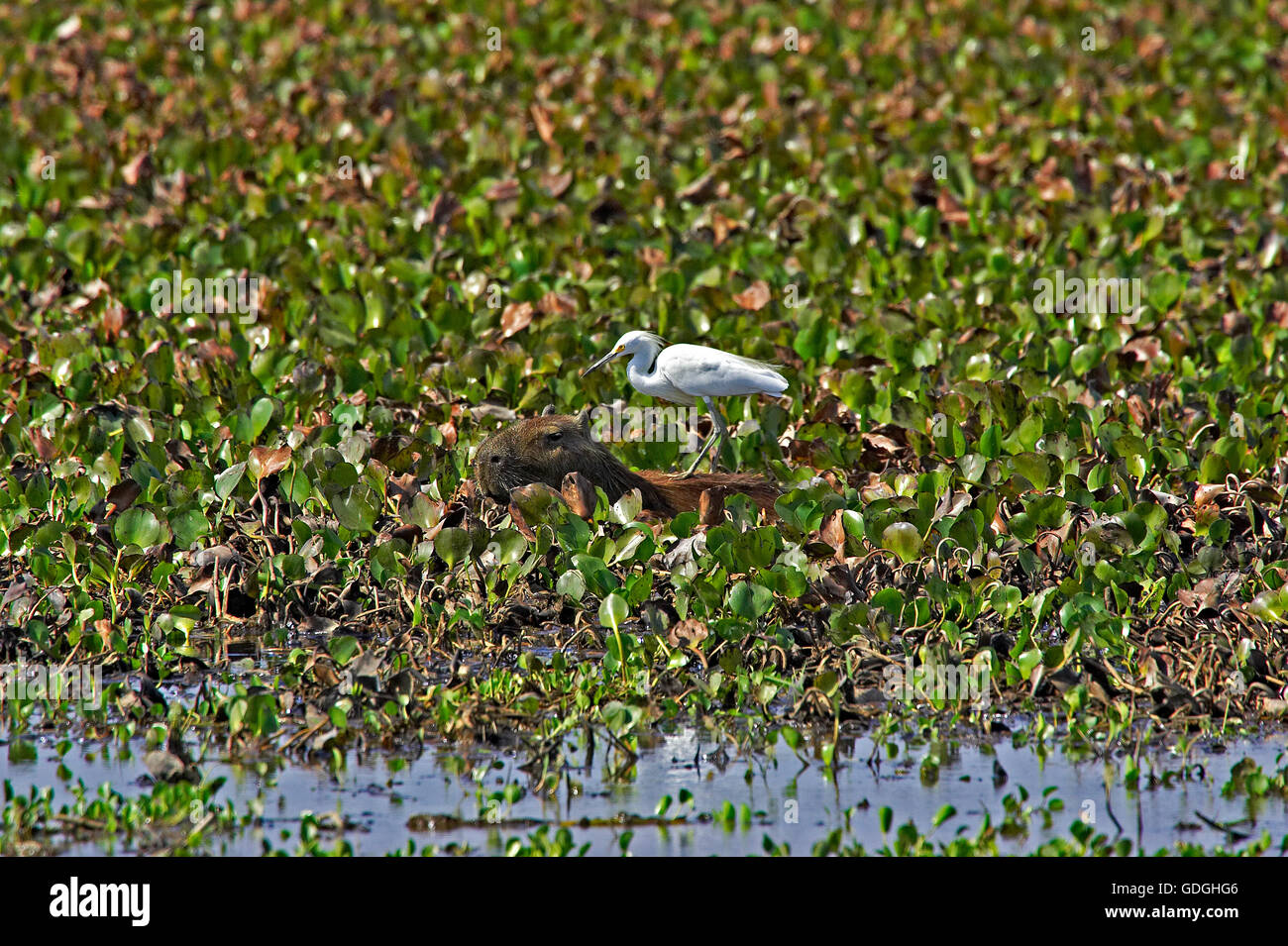 Capybara, Hydrochoerus Hydrochaeris mit Silberreiher auf dem Rücken, Egretta Albale, das größte Nagetier der Welt Los Lianos in Venezuela Stockfoto