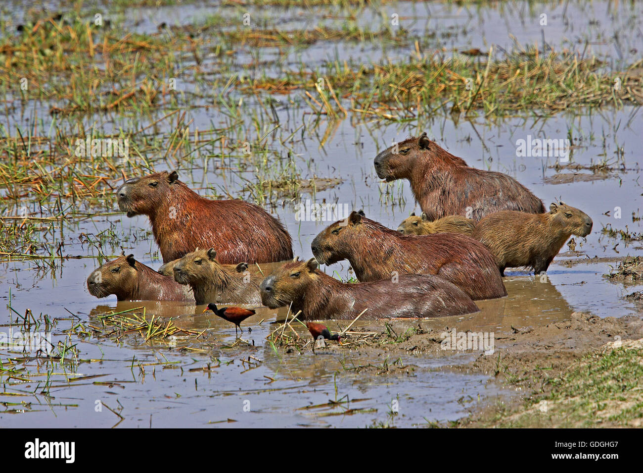 Wattled Jacana und Capybara, Hydrochoerus Hydrochaeris, im Sumpf, Los Lianos in Venezuela Stockfoto