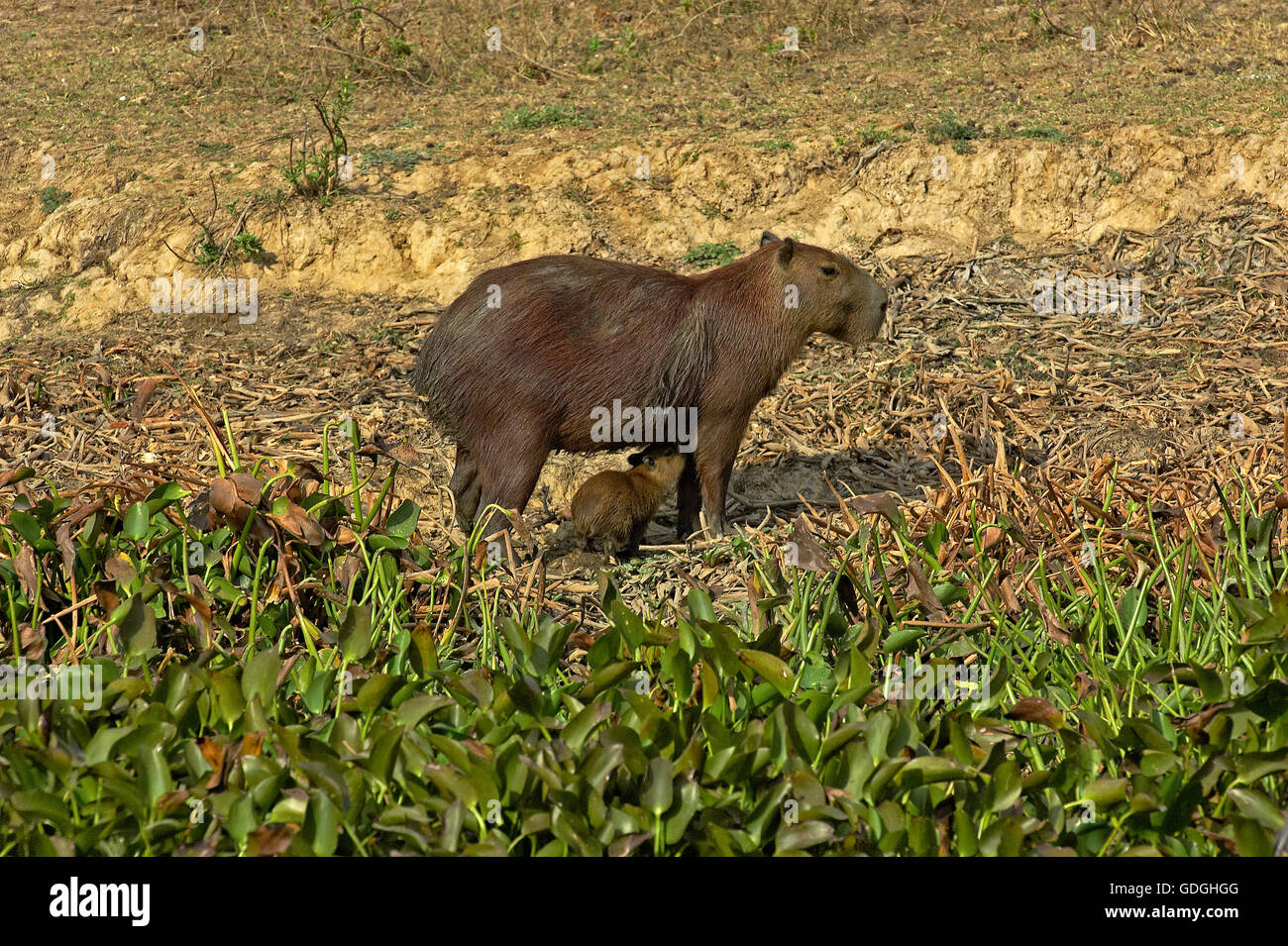 Capybara, Hydrochoerus Hydrochaeris, Mutter und Cub Suckling, Los Lianos in Venezuela Stockfoto