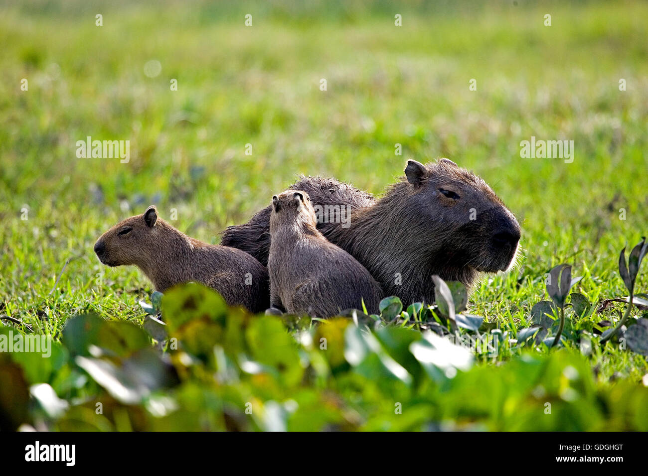 Capybara, Hydrochoerus Hydrochaeris, Mutter mit Jungtier im Sumpf, Los Lianos in Venezuela Stockfoto