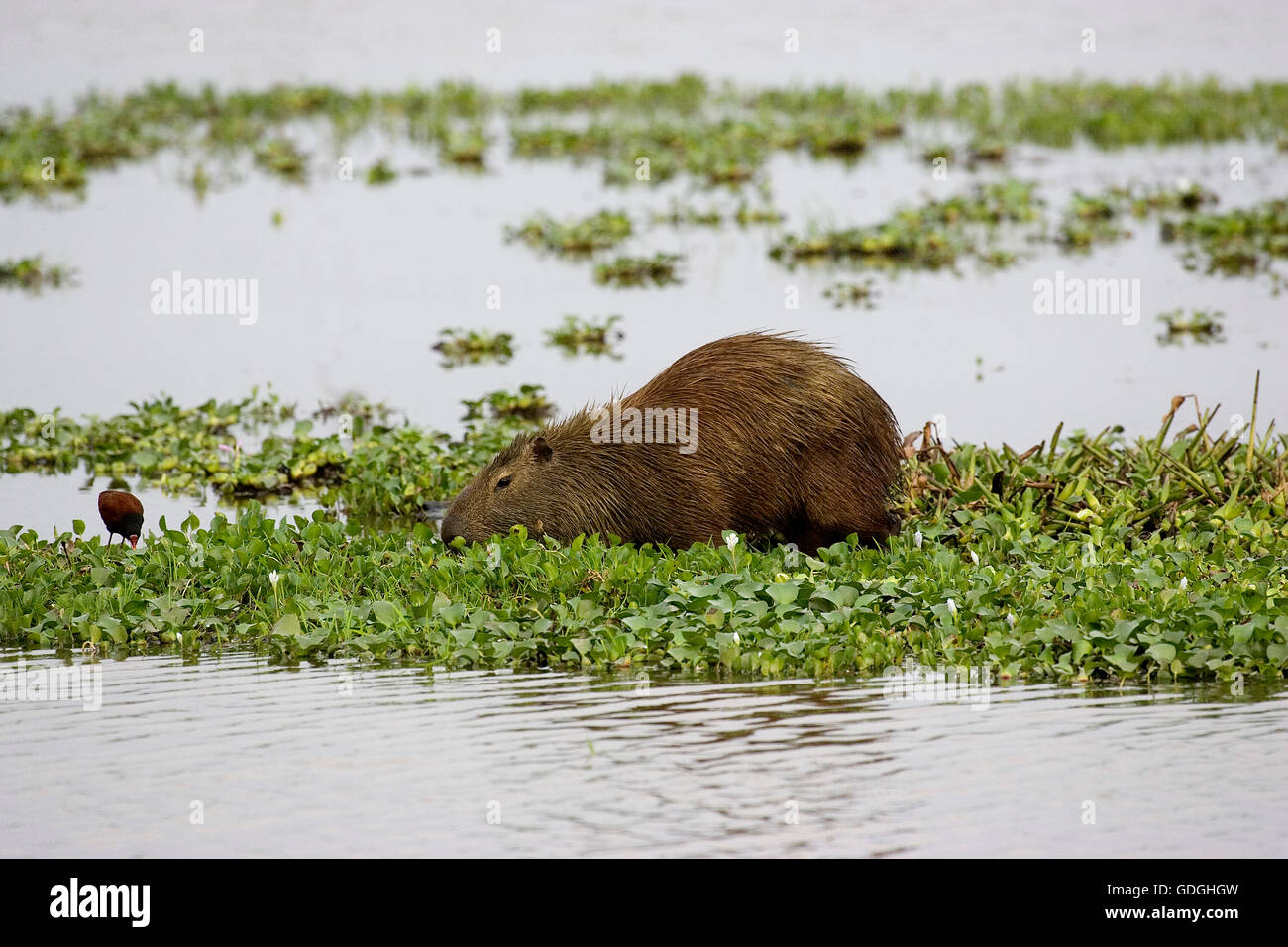 Capybara, Hydrochoerus Hydrochaeris, Los Lianos in Venezuela Stockfoto