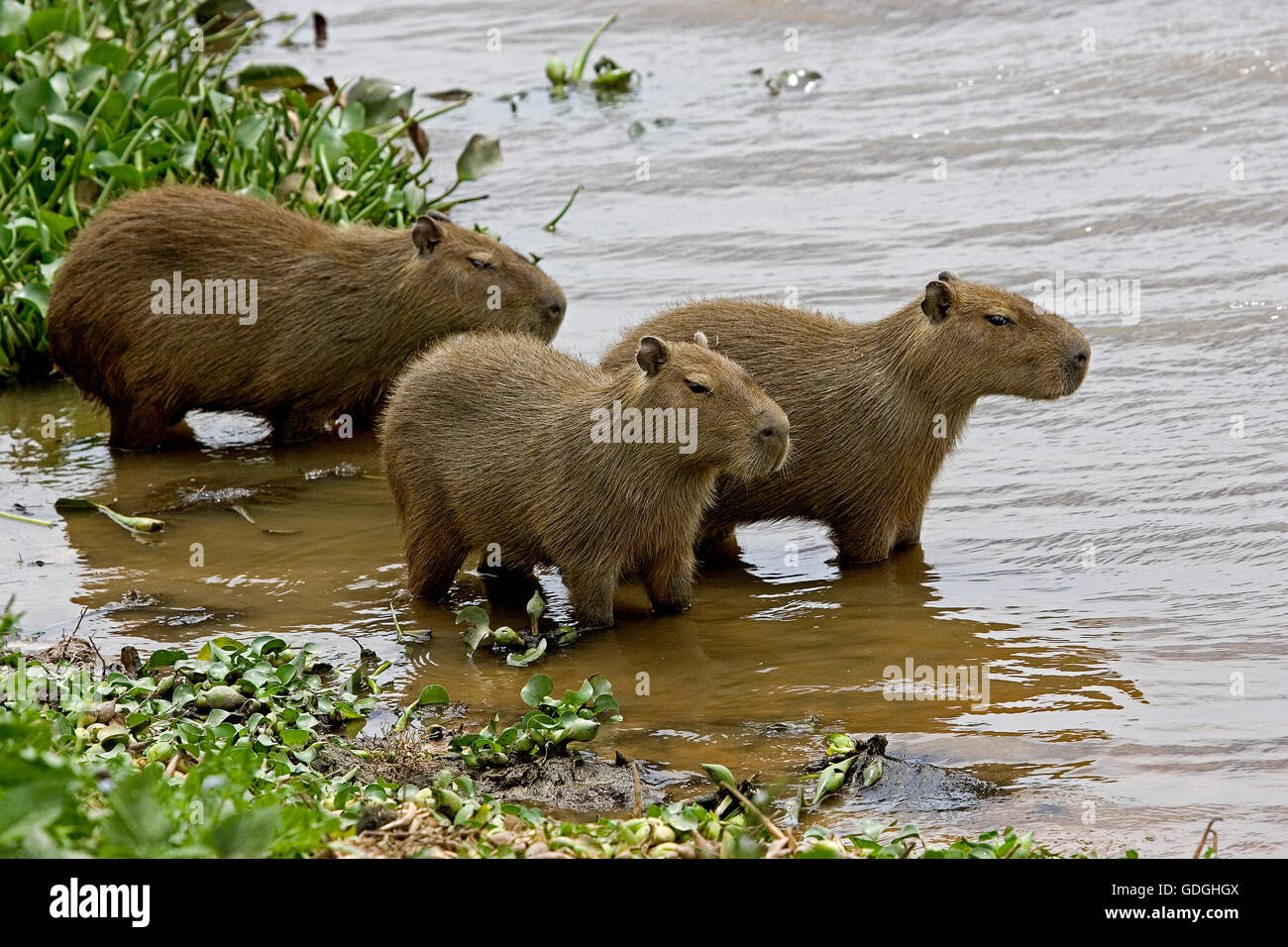 Capybara, Hydrochoerus Hydrochaeris, Fraktion im Sumpf, Los Lianos in Venezuela Stockfoto