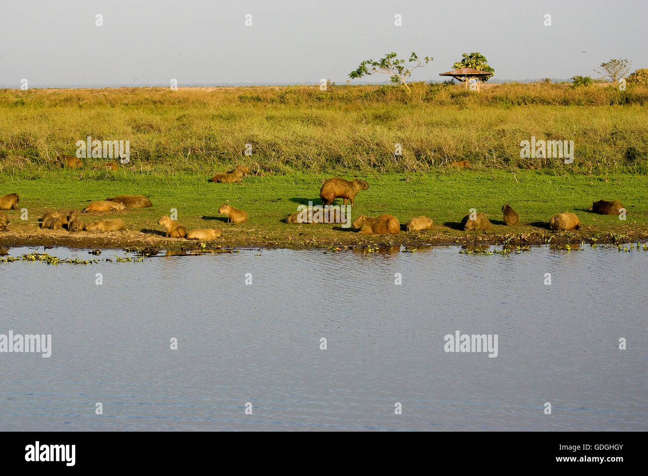 Capybara, Hydrochoerus Hydrochaeris, Fraktion im Sumpf, Los Lianos in Venezuela Stockfoto