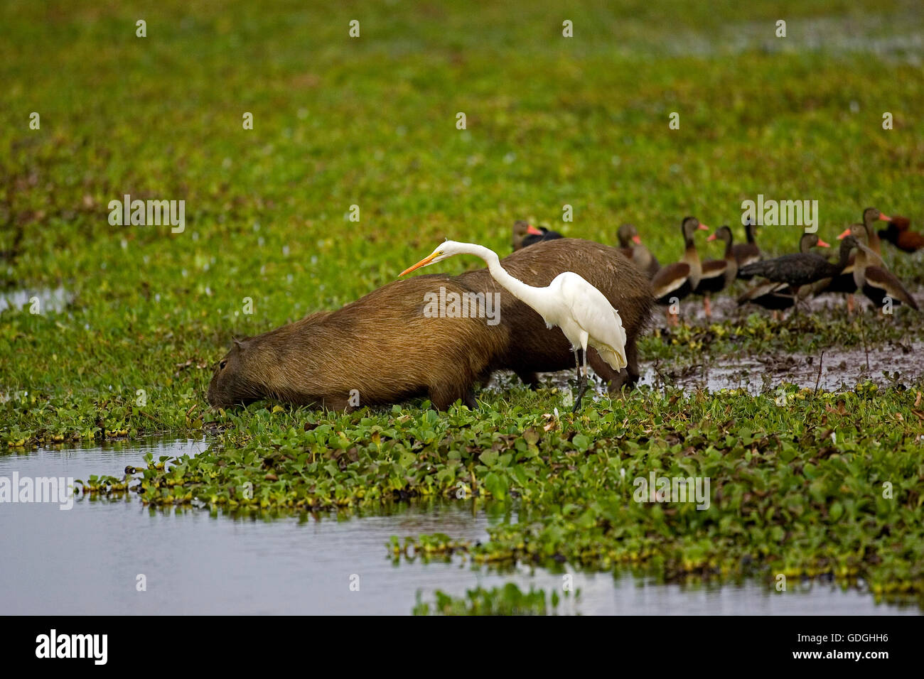 Silberreiher, Egretta Alba und Capybara, Hydrochoerus Hydrochaeris, im Sumpf, Los Lianos in Venezuela Stockfoto