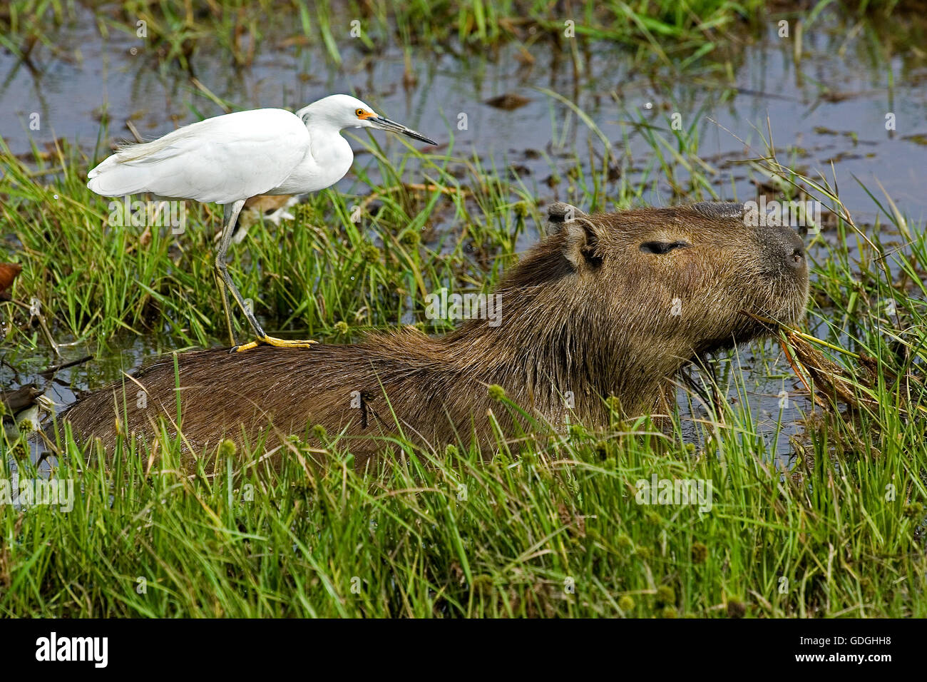 Capybara, Hydrochoerus Hydrochaeris mit Silberreiher, Egretta Alba, Los Lianos in Venezuela Stockfoto