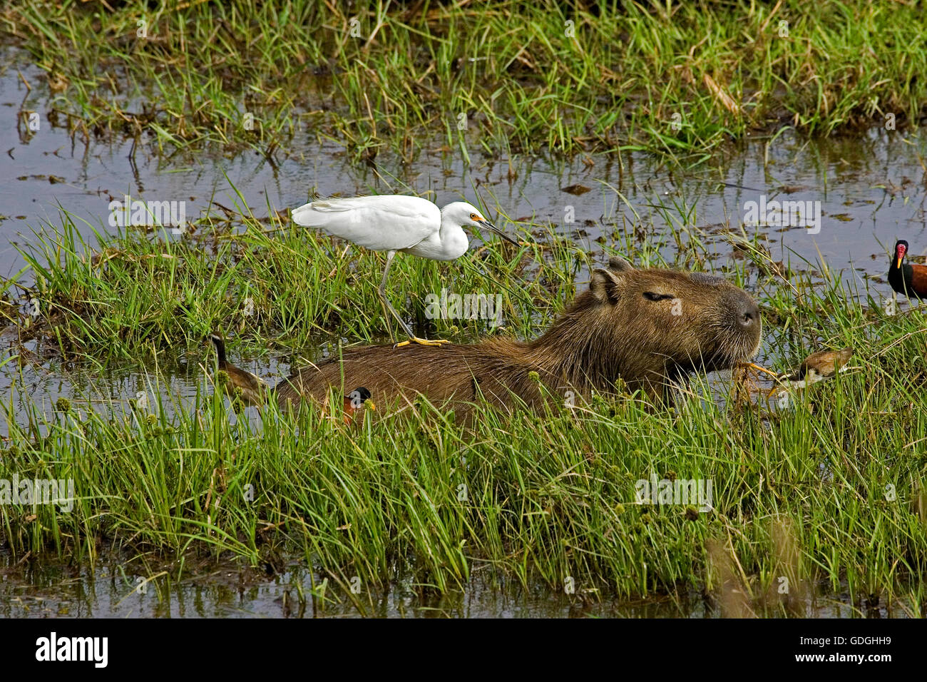 Capybara, Hydrochoerus Hydrochaeris mit Silberreiher, Egretta Alba, Los Lianos in Venezuela Stockfoto