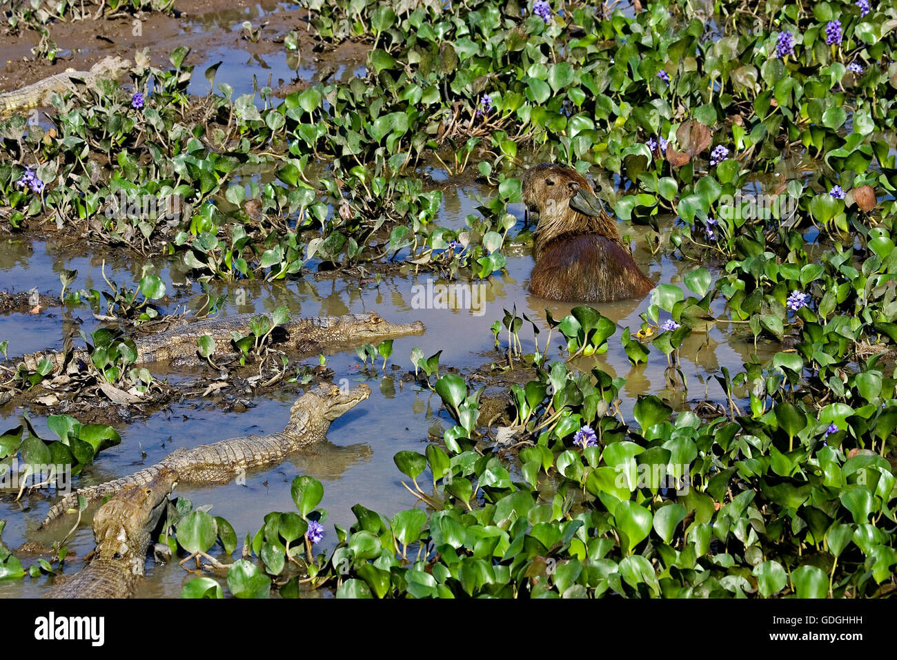 Brillentragende Brillenkaiman, Caiman Crocodilus und Capybara, Hydrochoerus Hydrochaeris, im Sumpf, Los Lianos in Venezuela Stockfoto