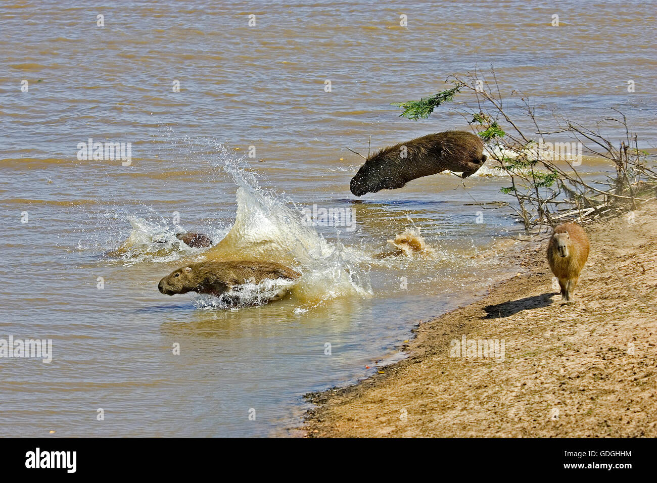 Capybara, Hydrochoerus Hydrochaeris, Leaping in Fluss, Los Lianos in Venezuela Stockfoto