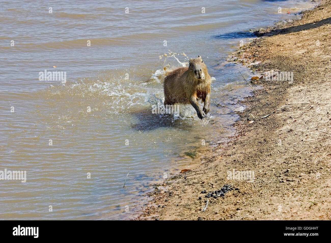 Capybara, Hydrochoerus Hydrochaeris, aus Fluss, Los Lianos in Venezuela Stockfoto