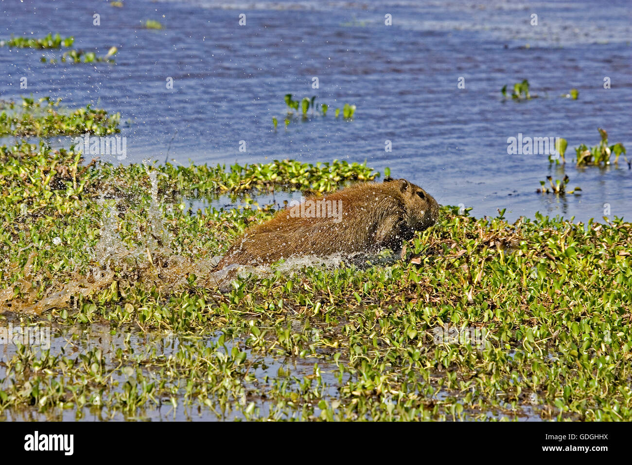 Capybara, Hydrochoerus Hydrochaeris, im Sumpf, Los Lianos in Venezuela Stockfoto