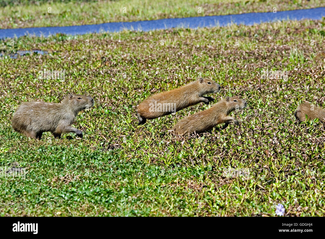 Capybara, Hydrochoerus Hydrochaeris, im Sumpf, Los Lianos in Venezuela Stockfoto