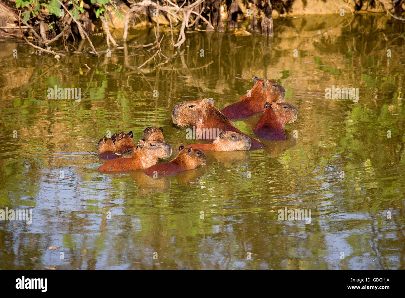 Capybara, Hydrochoerus Hydrochaeris, Fraktion im Fluss, Los Lianos in Venezuela Stockfoto