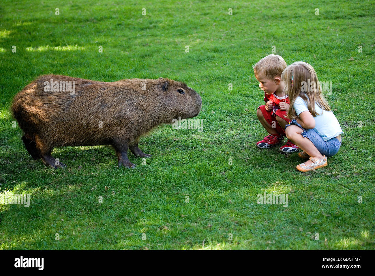 Kinder mit Capybara, Hydrochoeris Hydrochaeris, Zoo in der Normandie Stockfoto