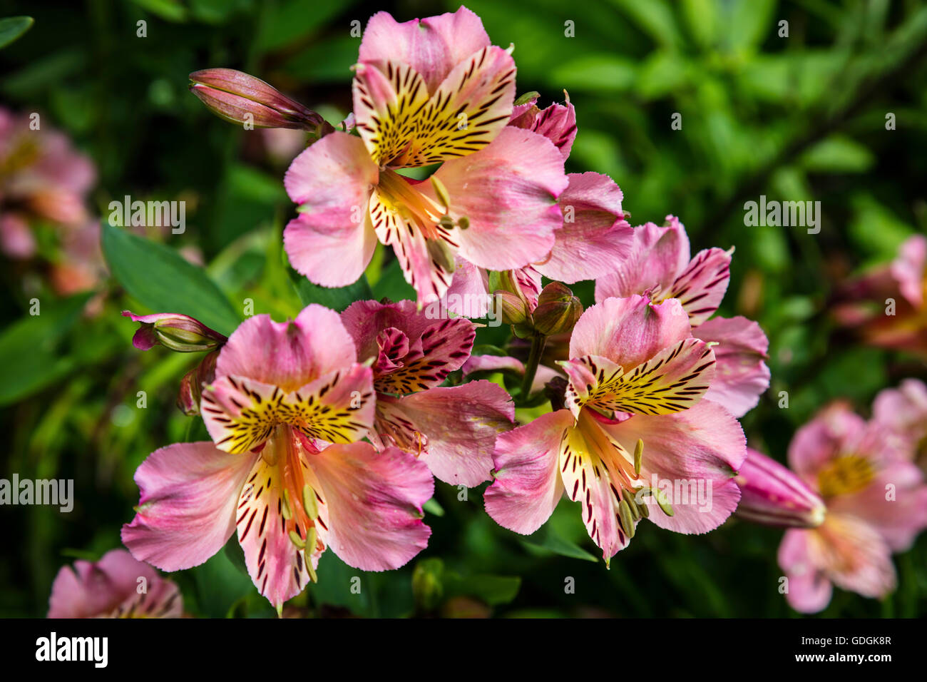 Rosa Alstromeria Blumen in einem Garten. Stockfoto