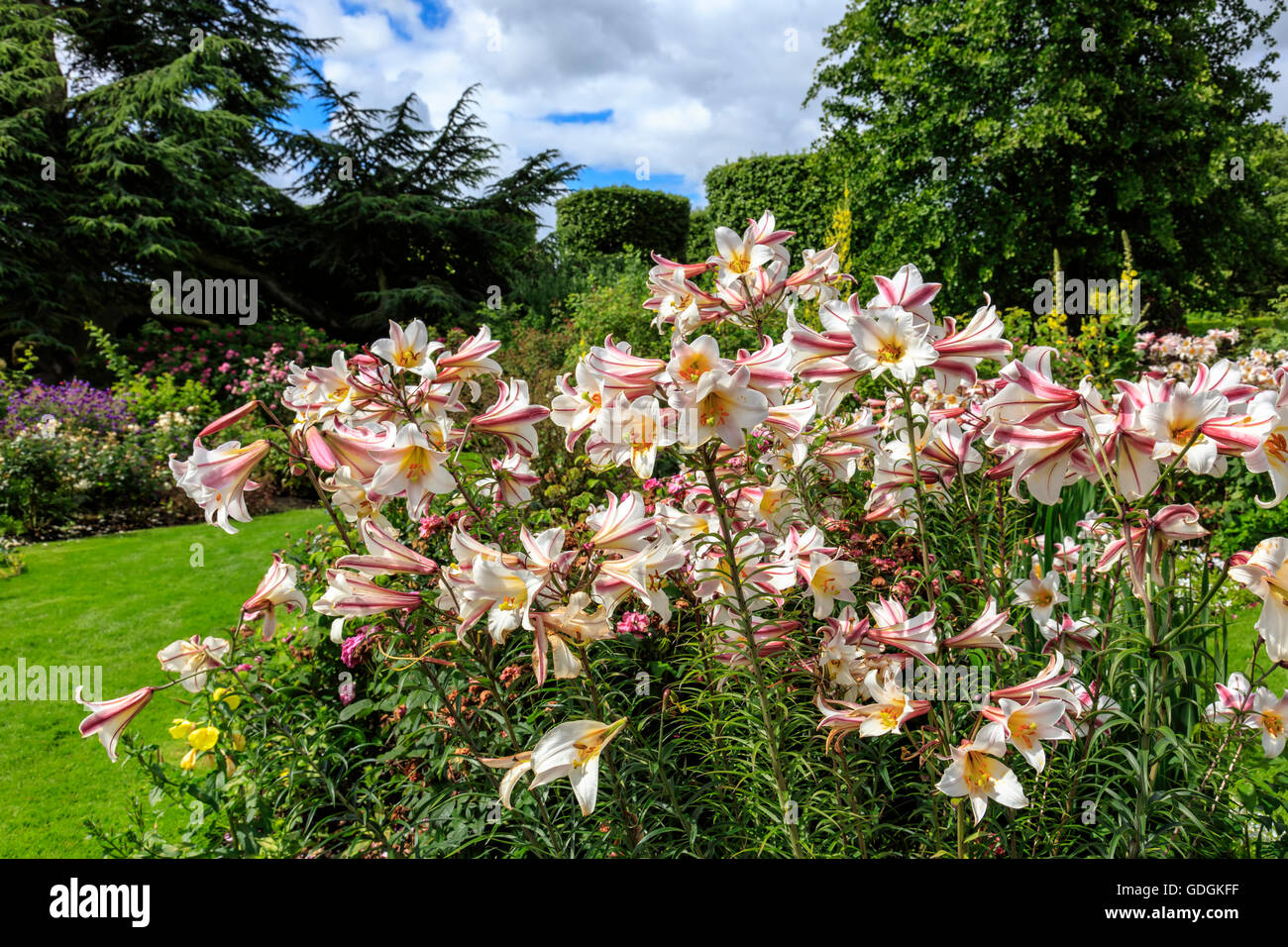 Hohen Lilie Blütenpflanzen in einem krautigen Rand eines englischen Gartens. Stockfoto