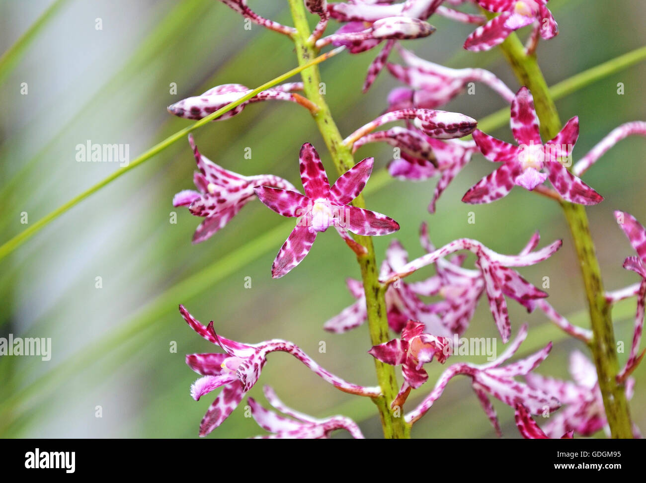 Blumen von der Blotched Hyazinthe-Orchidee (Dipodium Variegatum) in der Royal National Park, Sydney, Australien Stockfoto