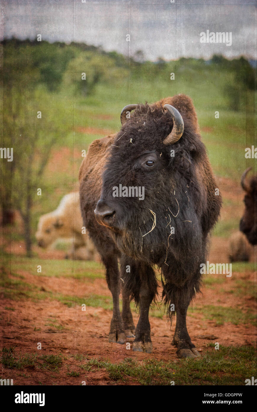 Bison oder Büffel sind große, sogar-toed Huftieren in die Gattung Bison innerhalb der Unterfamilie Bovinae. Textur wurde in Post hinzugefügt. Stockfoto