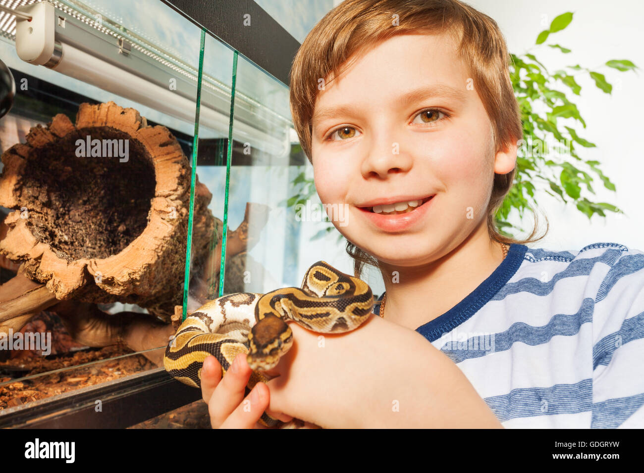 Lächelnde junge Royal Python in den Händen hält Stockfoto