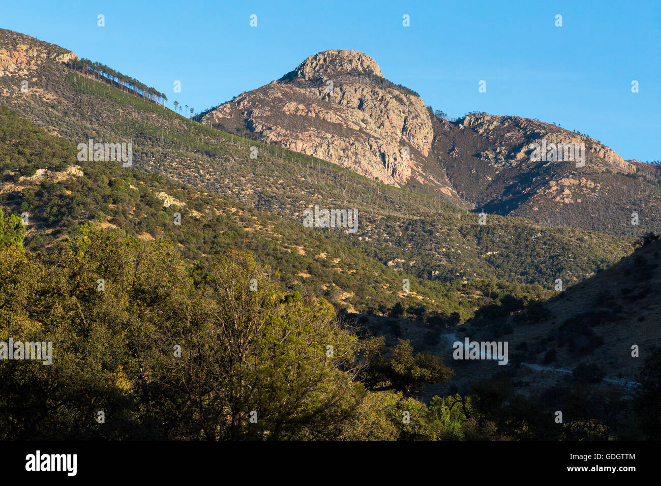 Mount Wrightson erhebt sich über die umliegenden Gipfel der Santa Rita Mountains bei Sonnenaufgang. Coronado National Forest, Arizona Stockfoto