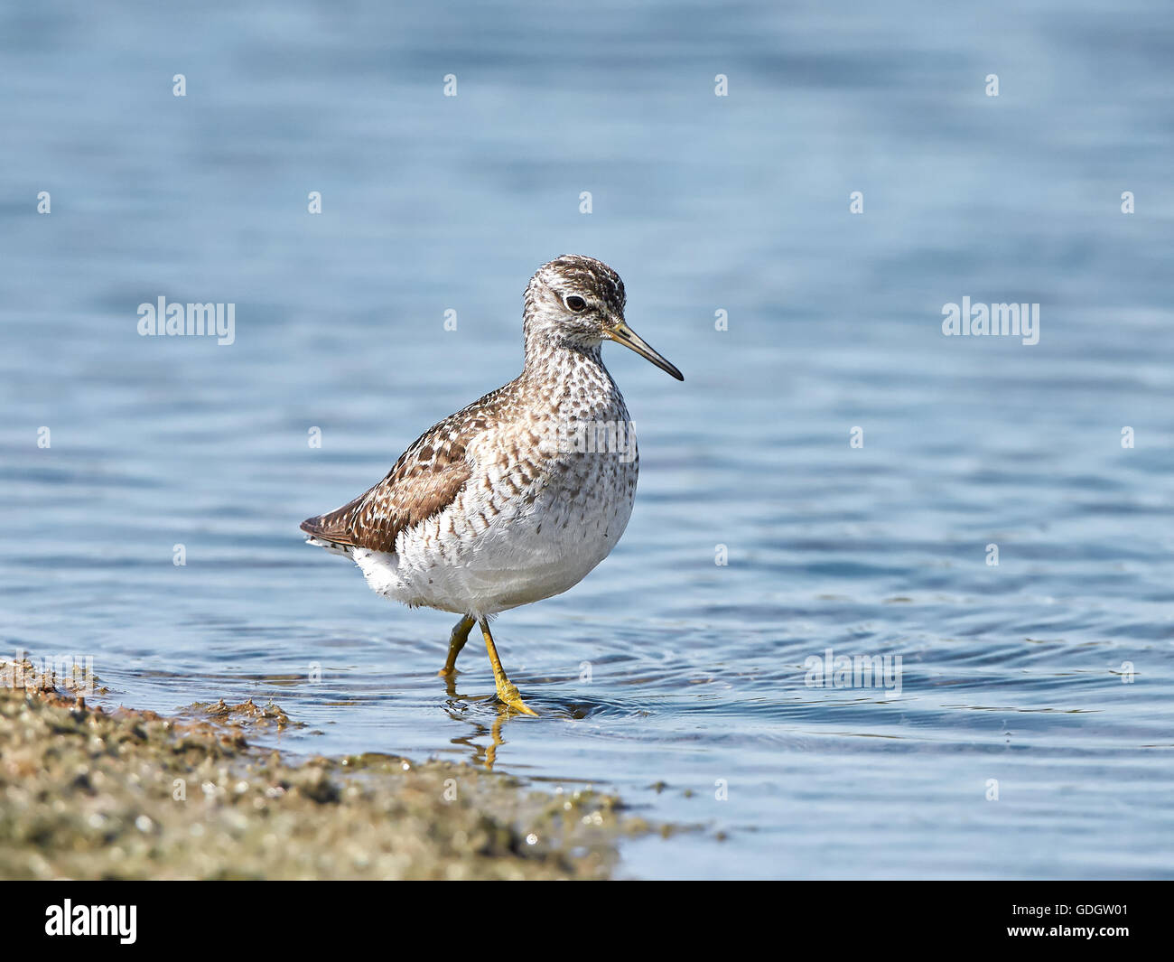 Auf der Suche nach Nahrung in seinem Lebensraum Bruchwasserläufer Stockfoto
