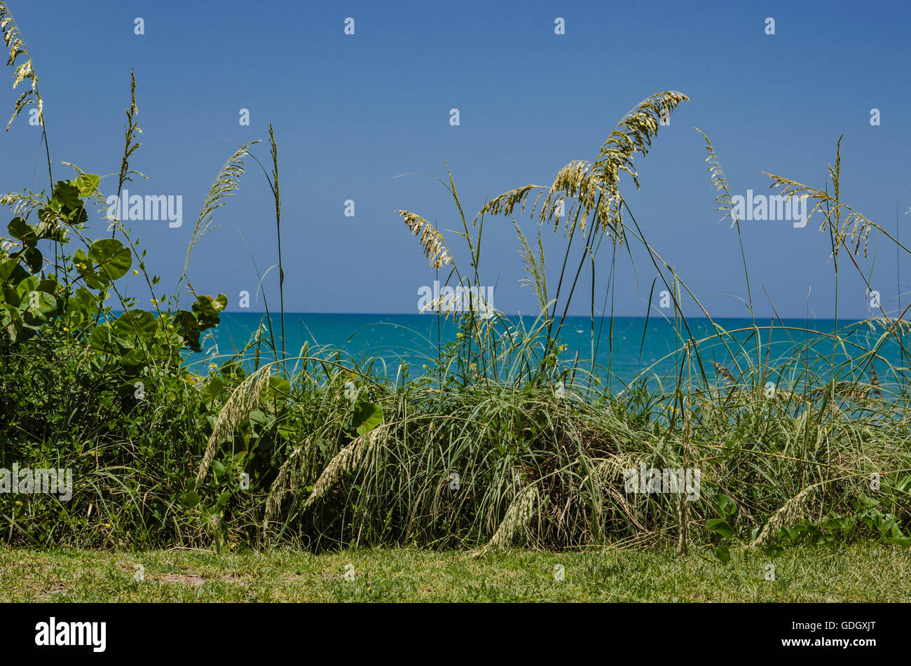 Florida-Dünen und Gräser mit Blick auf Atlantik Stockfoto