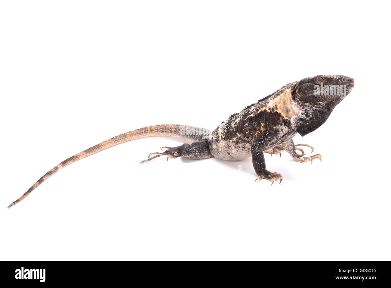 Club-Tail-Leguan (Ctenosaura Quinquecarinata) Stockfoto