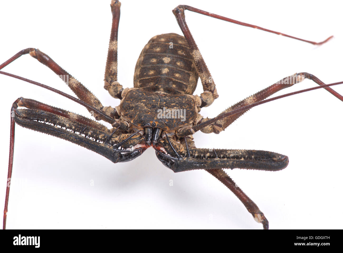 Riesigen Peitsche Scorpion (Damon Medius) Stockfoto