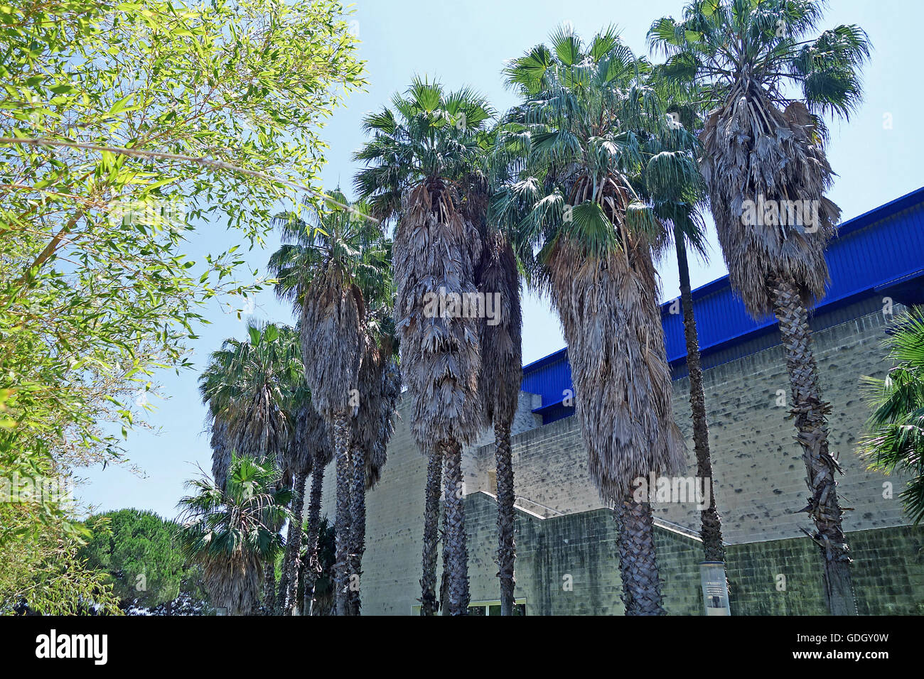 Lissabon, PORTUGAL - 16. Juni 2015: Camoes Theater hinter Palmen. Angefangen vom Lissabon-Symphonie-Orchester verwendet wird. Stockfoto