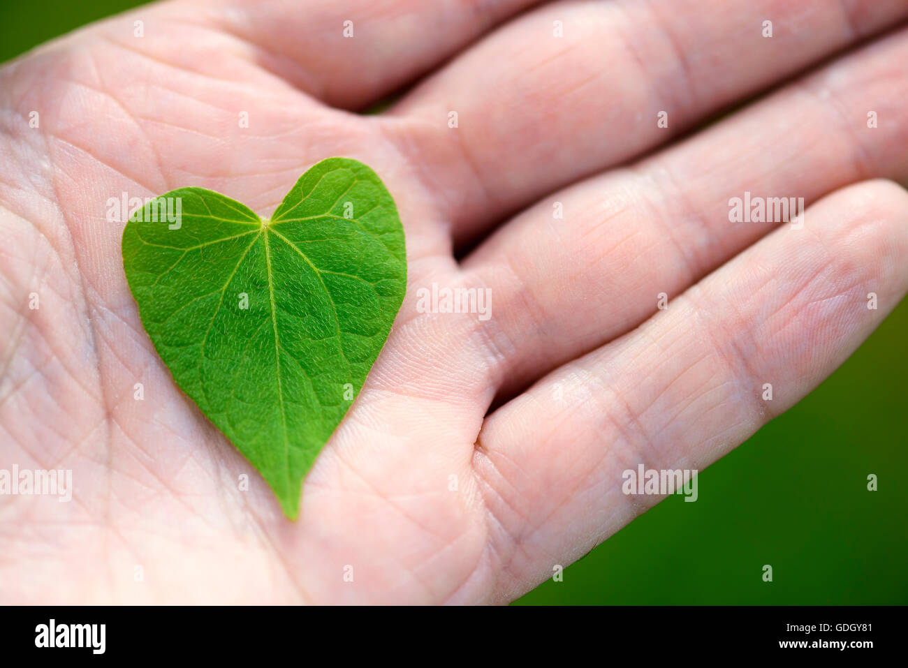 Herzförmiges Blatt in der hand Stockfoto