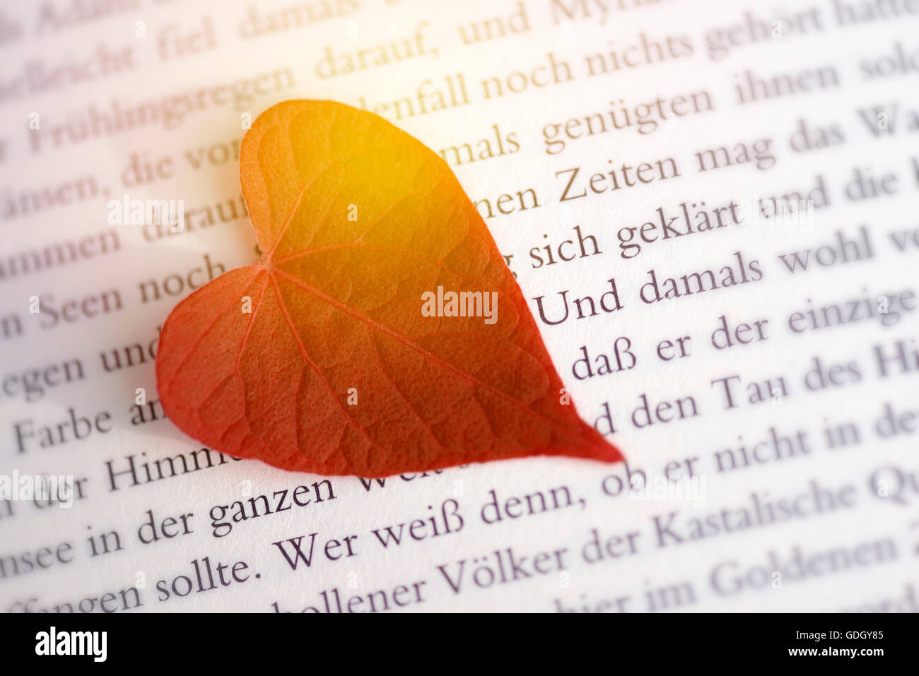 Herzförmiges Blatt in einem Buch Stockfoto
