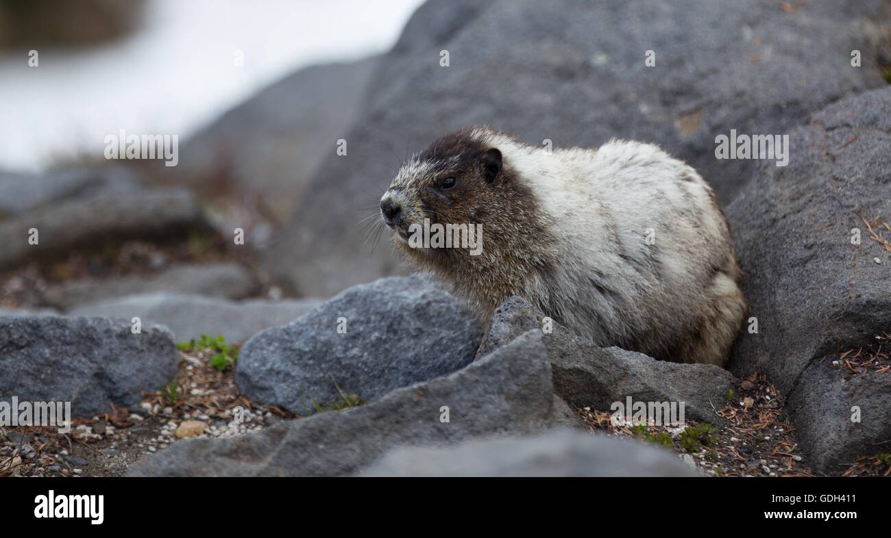 Hoary Marmot in Mount Rainier Stockfoto