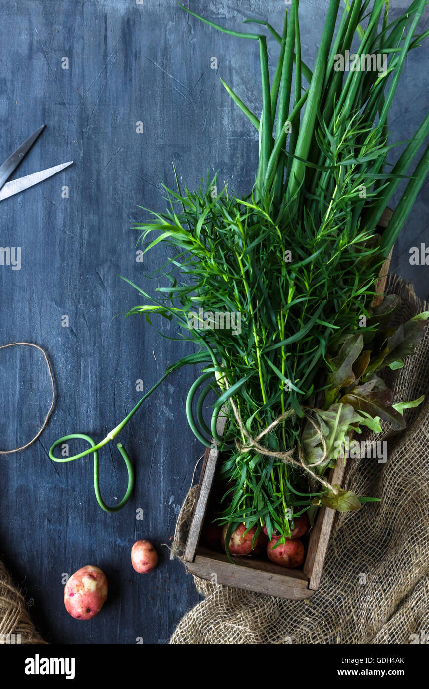 Frische Kräuter Taragon oder Estragon, Schnittlauch und Knoblauch Sprossen in einer Box, rustikalen Stil, Platz für text Stockfoto
