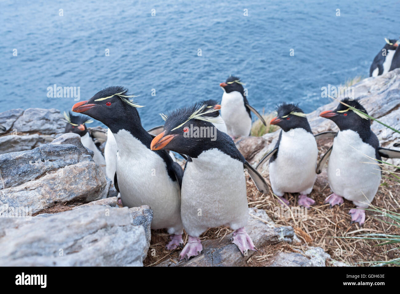 Gruppe von rockhopper Pinguine (eudyptes chrysocome) auf einem Felsen, Südatlantik, East Falkland, Falkland Inseln Stockfoto
