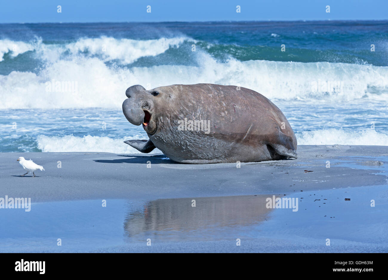 Südlicher See-Elefant (Mirounga leonina leonina) mit kleinen Vogel am Strand, männlich, sea lion Island, South Atlantic, Falkland Inseln Stockfoto