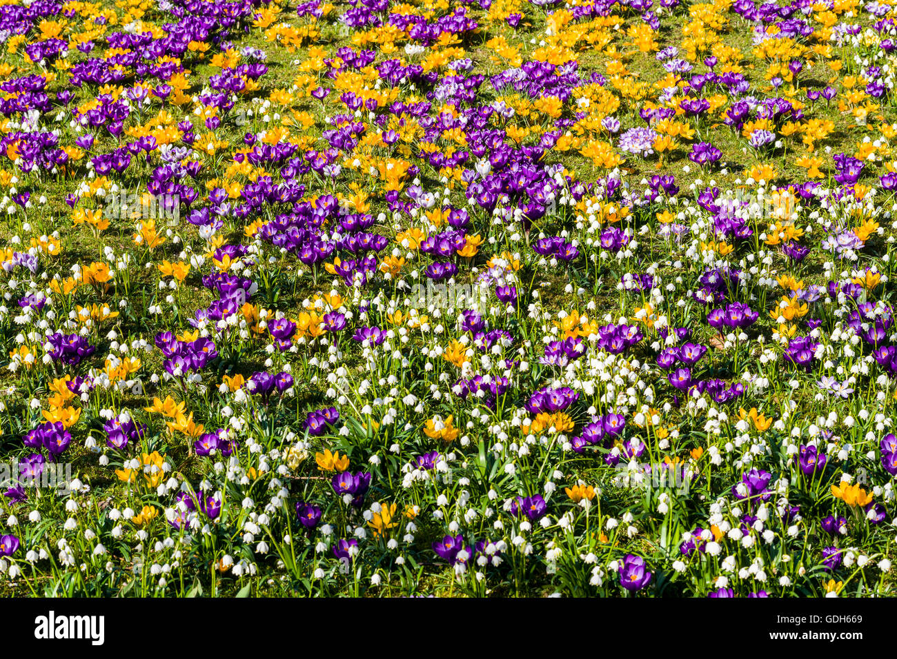 Violetten und gelben Krokusse (Crocus Vernus) und weiße Schneeglöckchen (Galanthus Nivalis) blühen auf einer Wiese, Wehlen, Sachsen Stockfoto